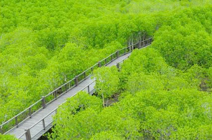 KHU DU LỊCH ĐIỆN GIÓ HÒA BÌNH 1- BẠC LIÊU
